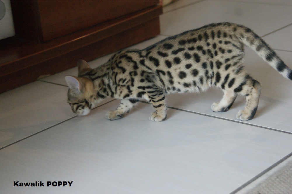 CHATON BENGAL BROWN 